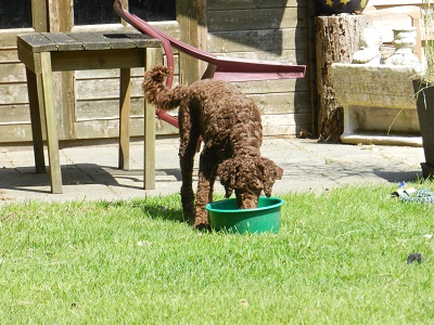 amber39