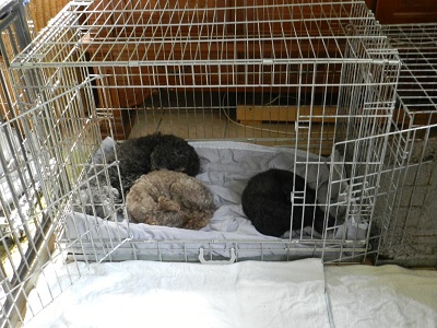 amber83