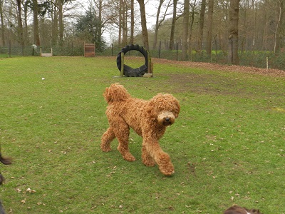 bommel11