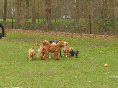 bommel12