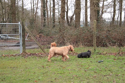 bommel126
