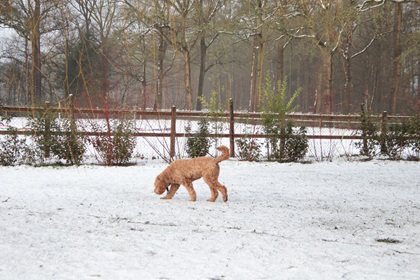 bommel131