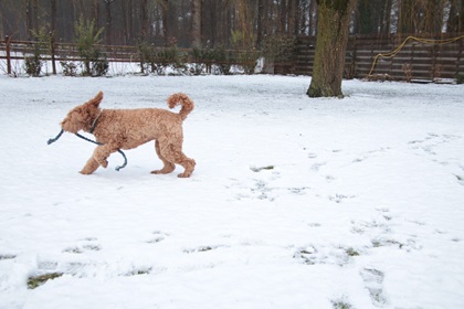 bommel134