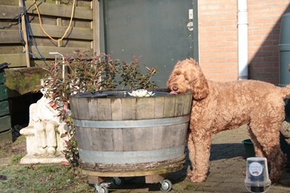 bommel138