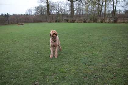 bommel145