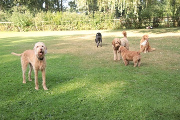 bommel155