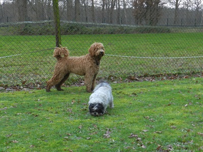 bommel2