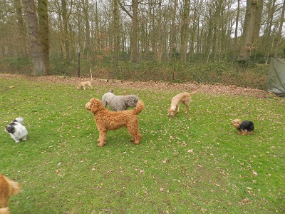 bommel20