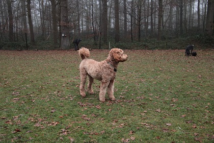 bommel24