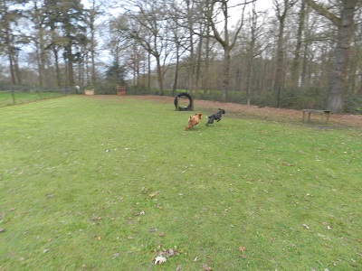 bommel3