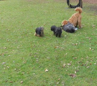 bommel4