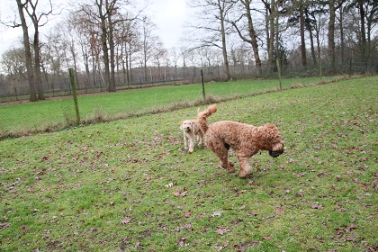 bommel42