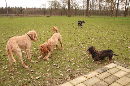 bommel49