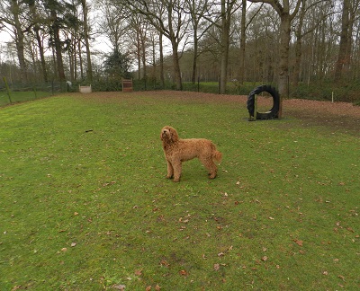 bommel5