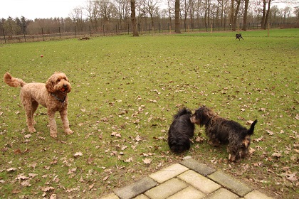 bommel51