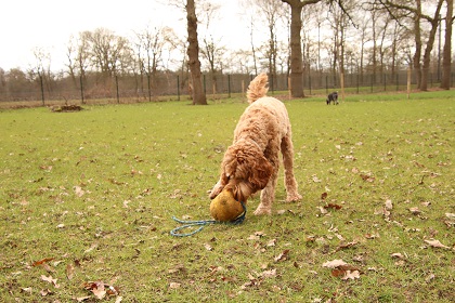 bommel57