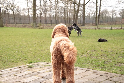 bommel78