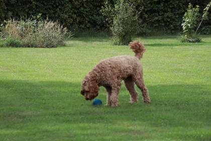 bommel97
