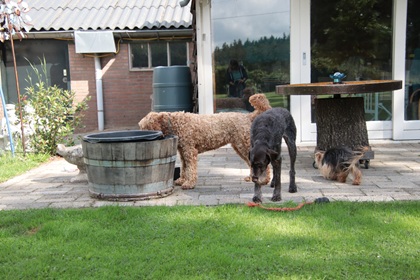 bommel99