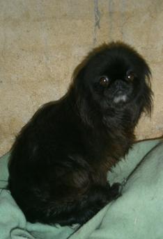 peci