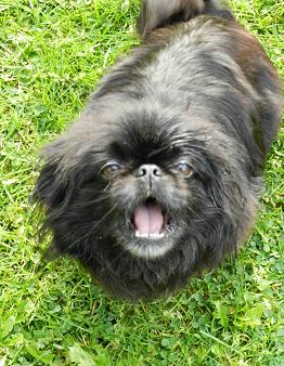 snoopy6