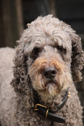 floris190