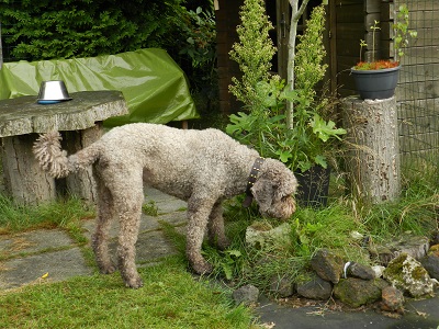 floris9