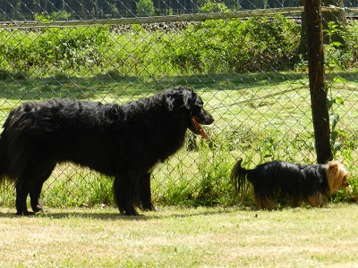 hannes1