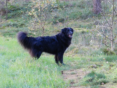 hannes14