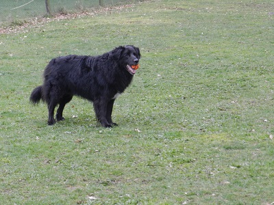hannes45
