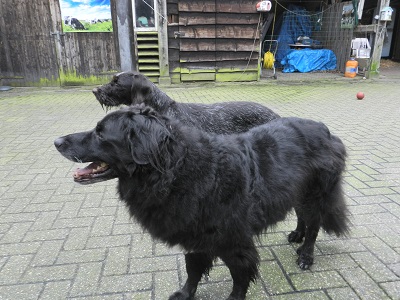 hannes87