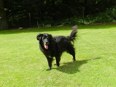 hannes91