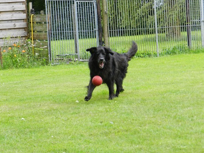 hannes96