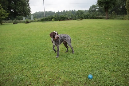 ilse49