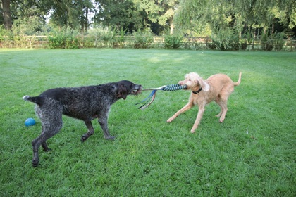 jans346