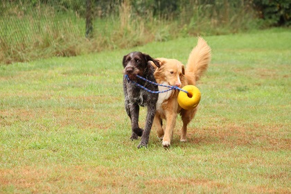 jip331