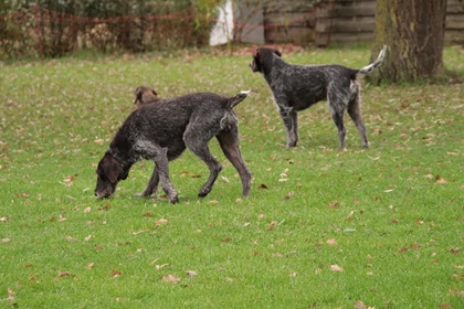 kas265