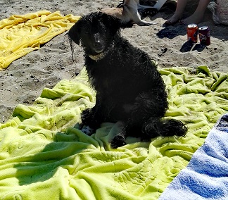 negra30