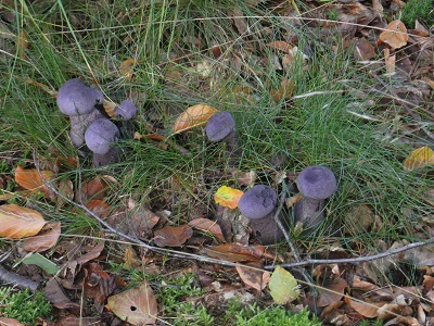 bos1