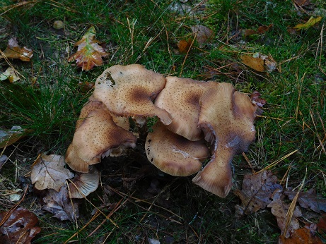 bos4