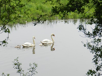 oh1073