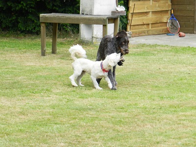 oh1309
