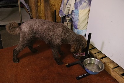 pip6