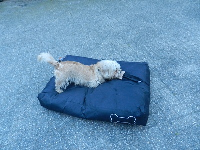 pippa20