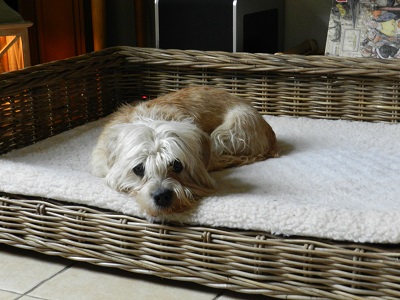 pippa3