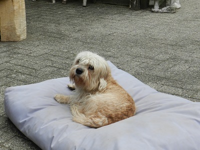 pippa7
