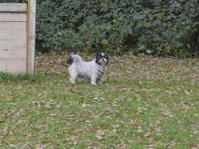 puck4