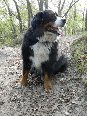sandy32
