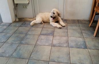 sri49