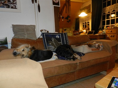 fien enz